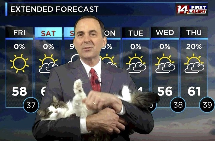 Ce chat ne lâche pas son maître, présentateur météo