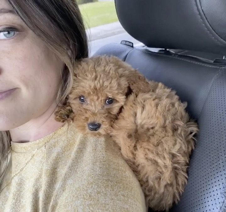 Un chien fait un câlin à sa maîtresse