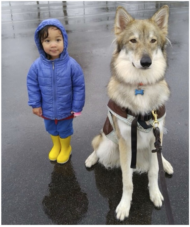 Un chien loup tchécoslovaque garde une fillette