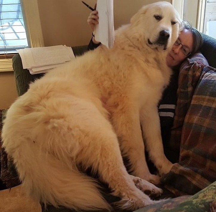 Un chien de montagne des Pyrénées et son maître