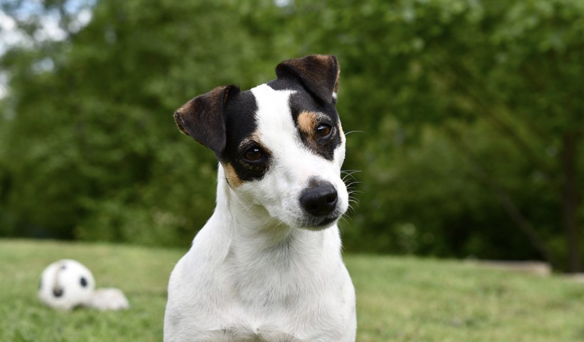 Jack Russel Terrier
