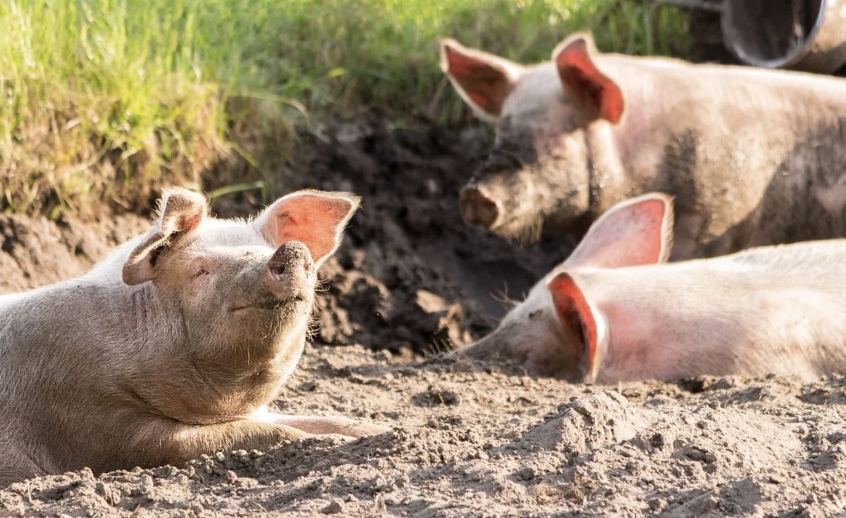 Porc