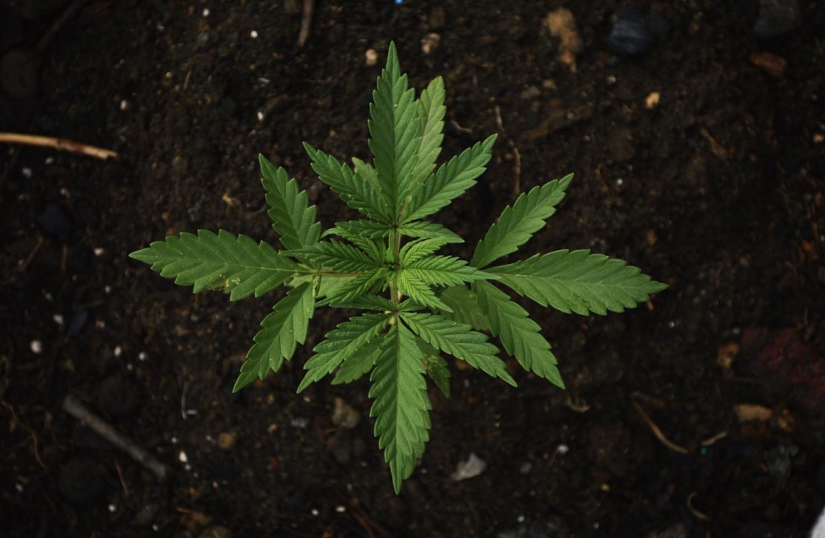 Cannabis