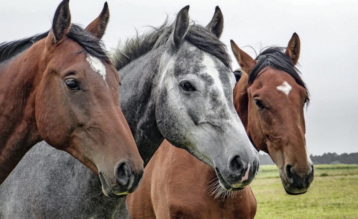 Chevaux