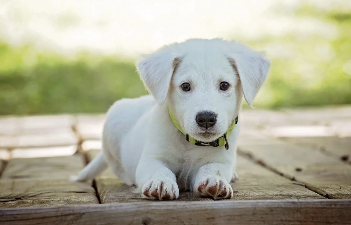 Chien
