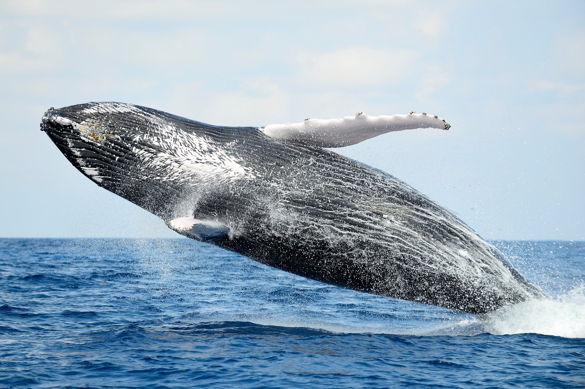 Vacances d’été : une énorme baleine repérée à Gruissan dans l’Aude