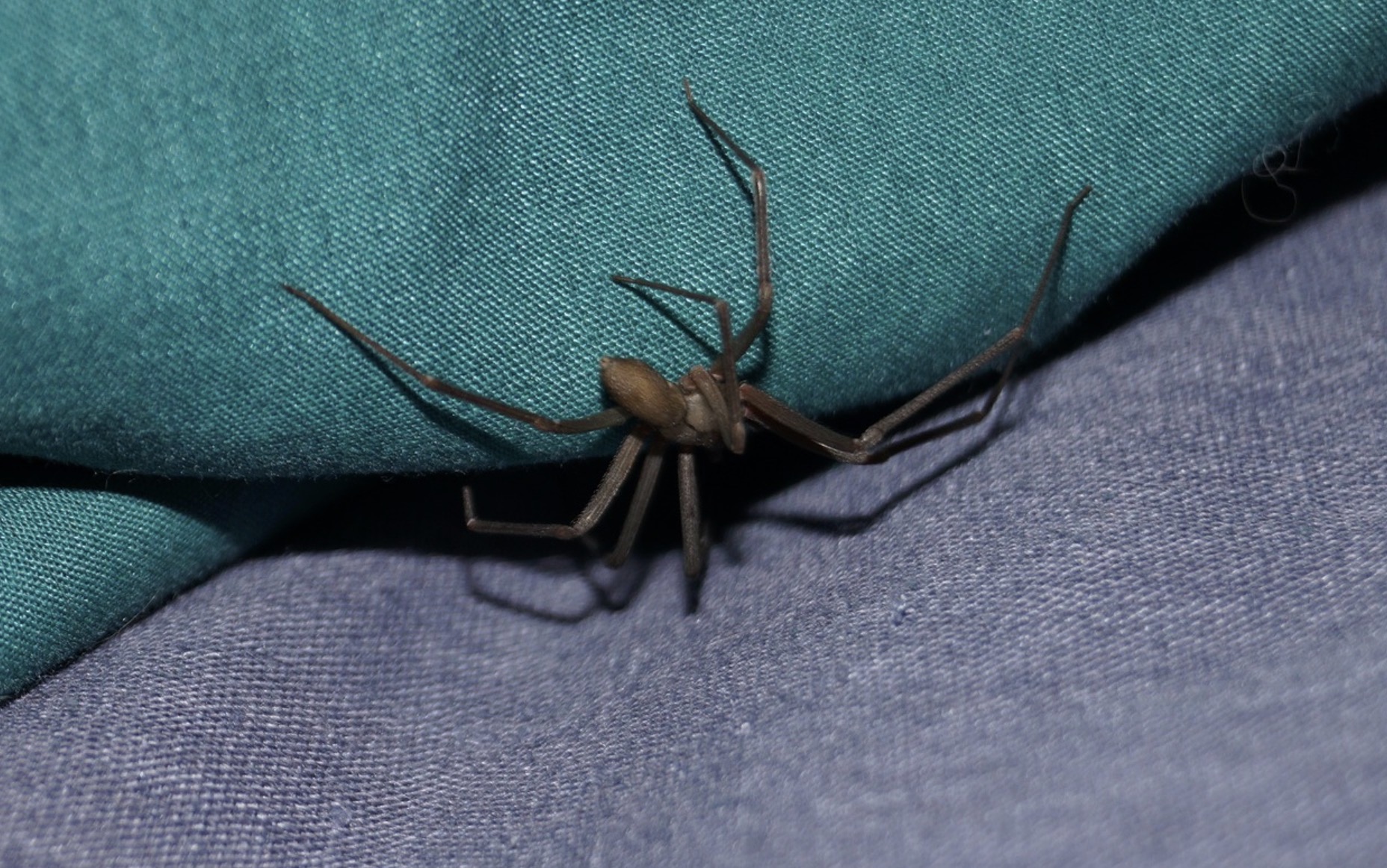 Araignée