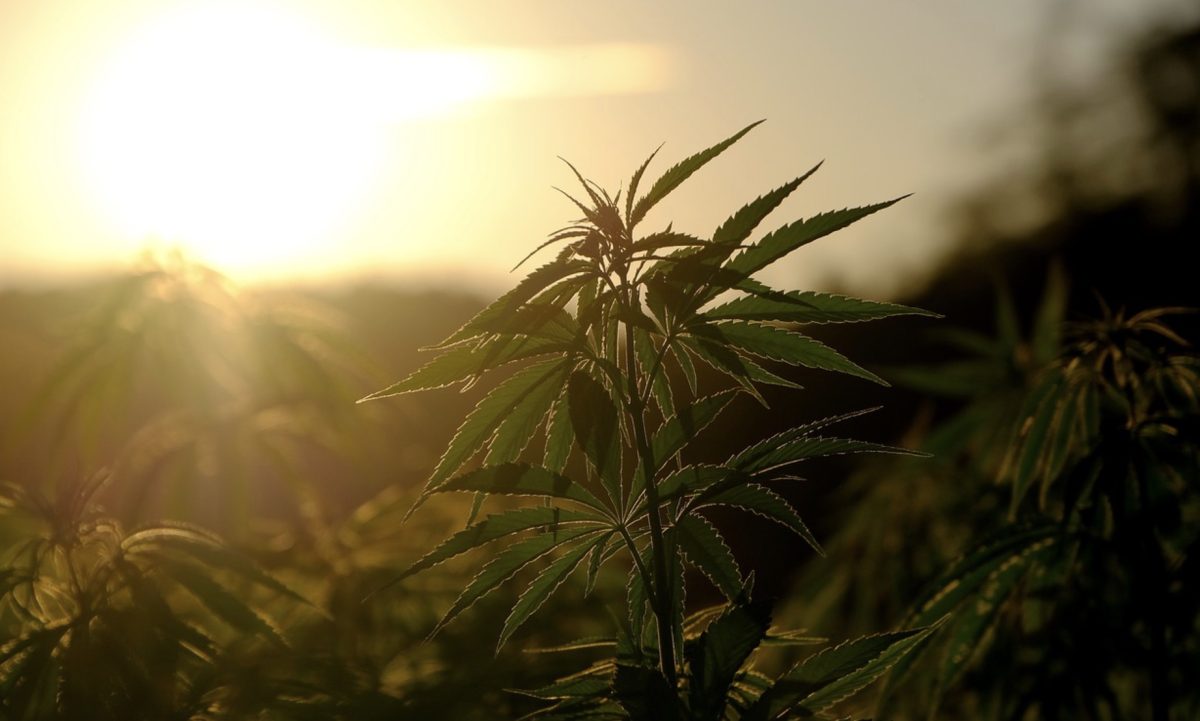 Cannabis