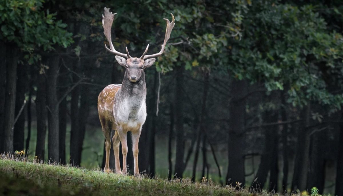 Cerf