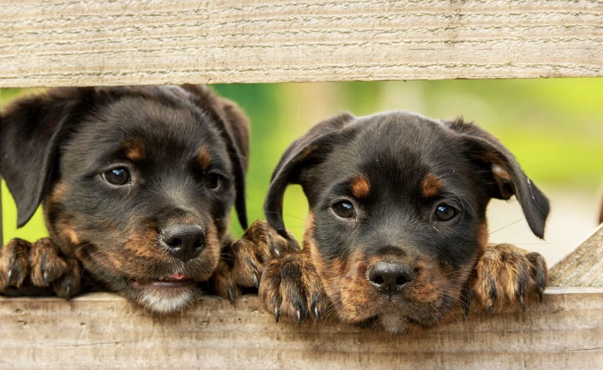 Chiot