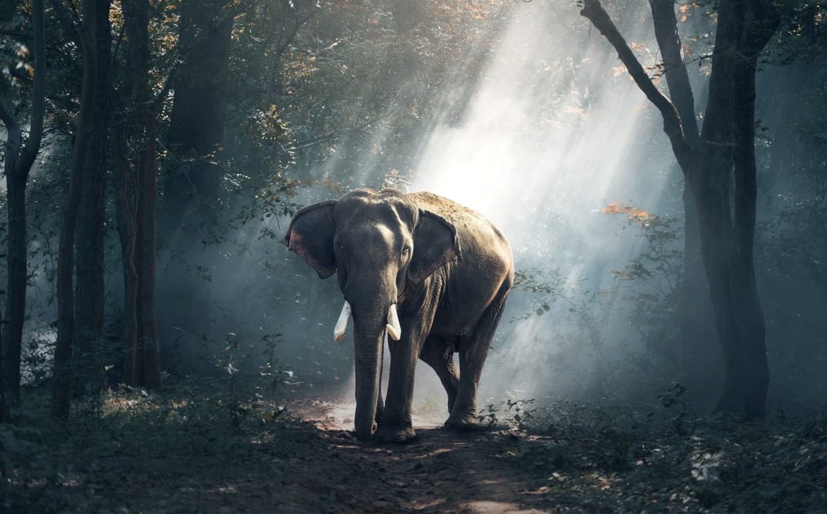 Eléphant