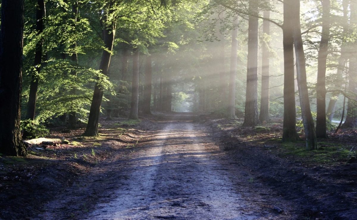 Forêt