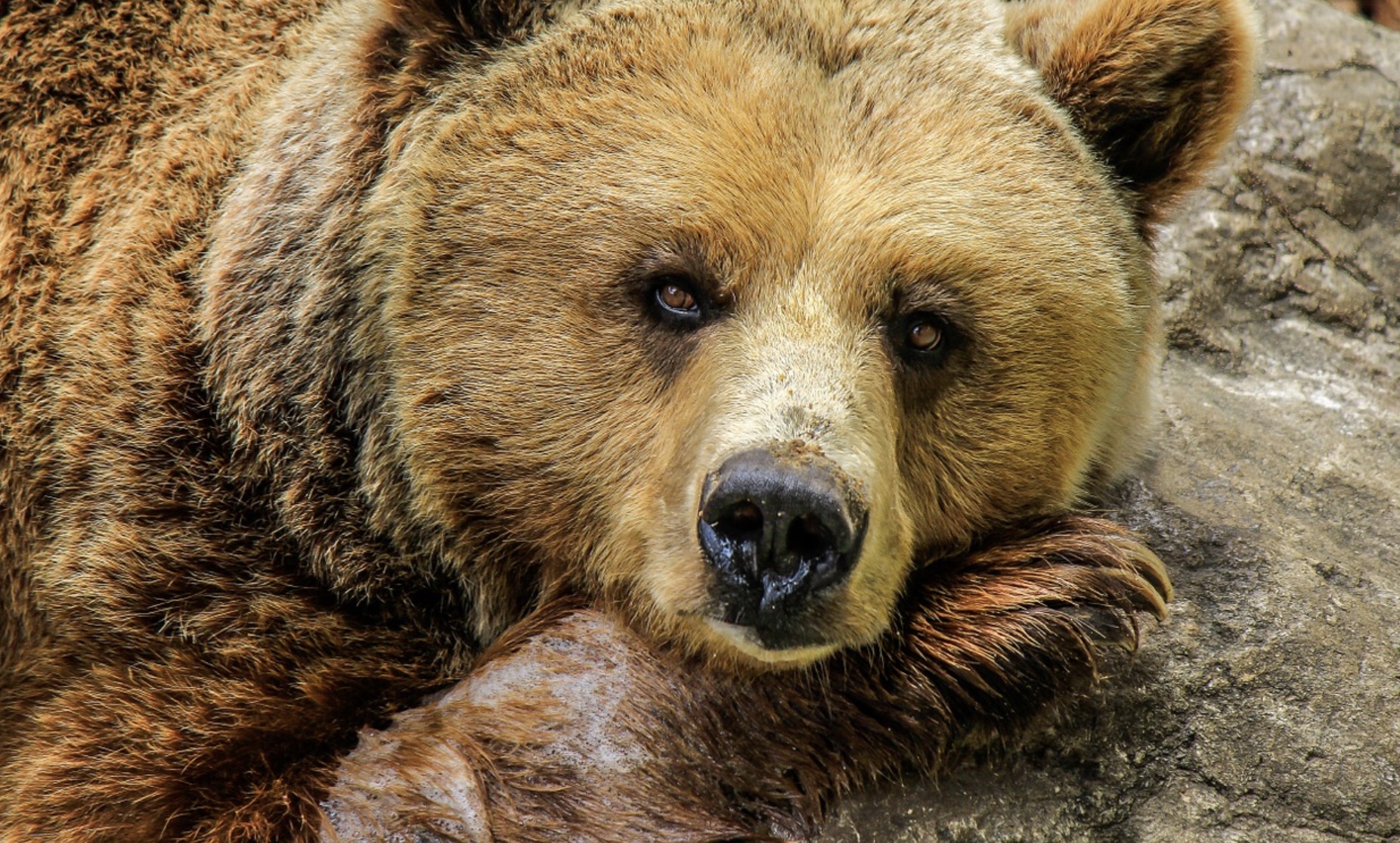 Ours