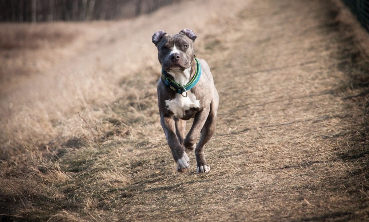 Pitbull