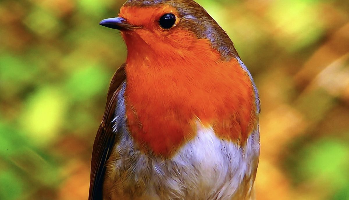 Rouge Gorge