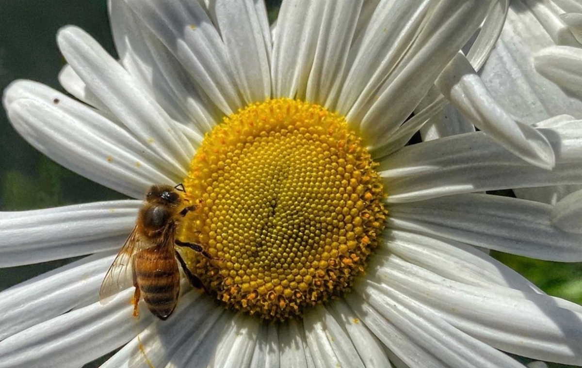 Les conséquences de la 5G sur les insectes