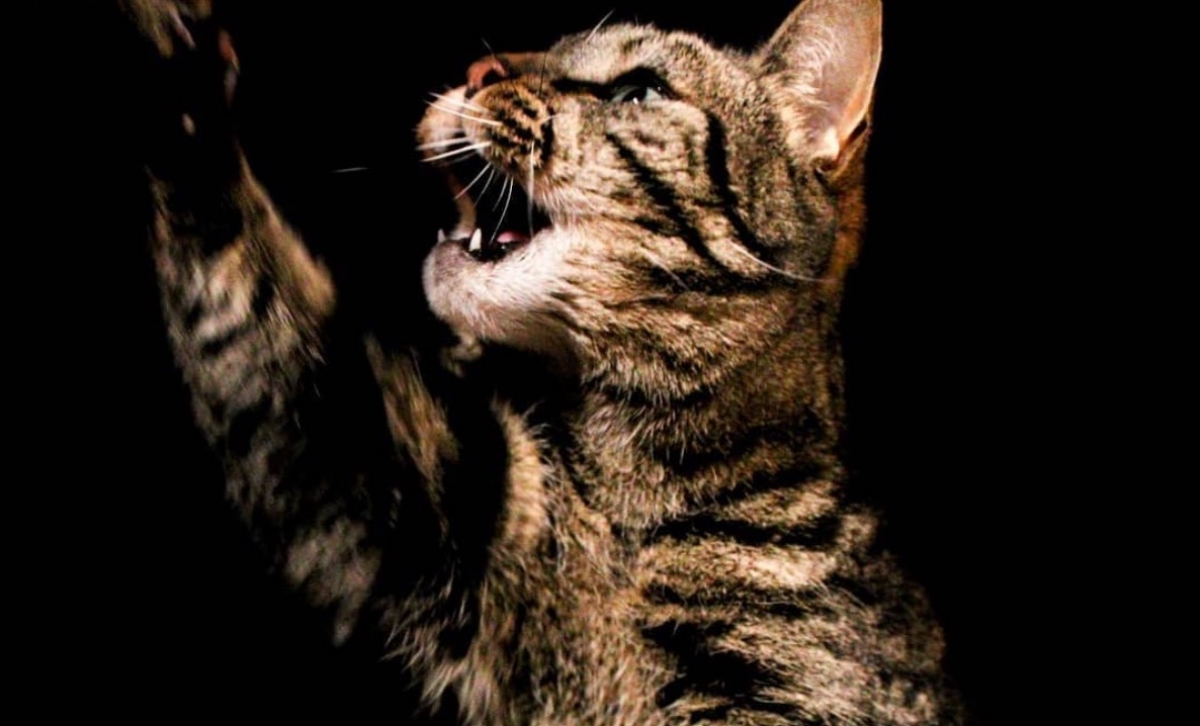 Chat