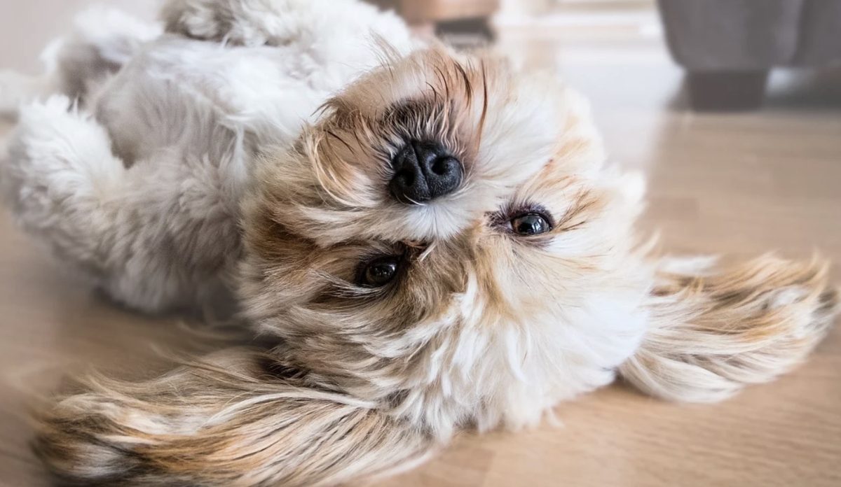 Chien