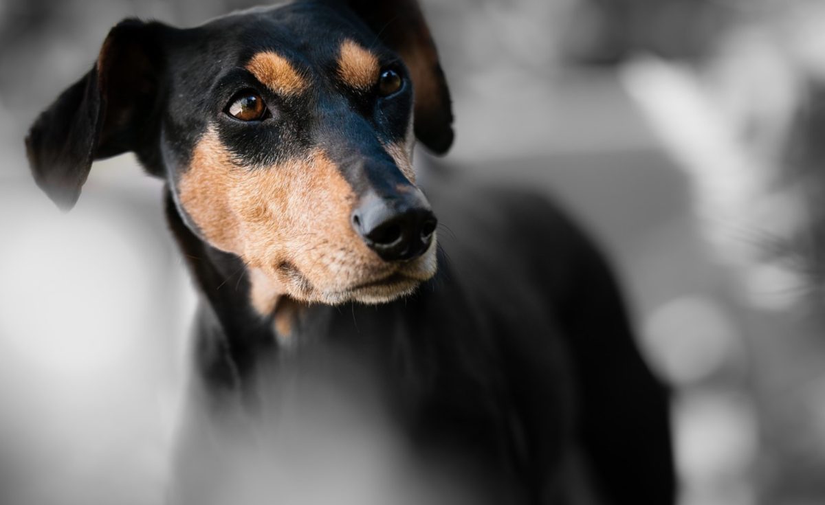 Chien