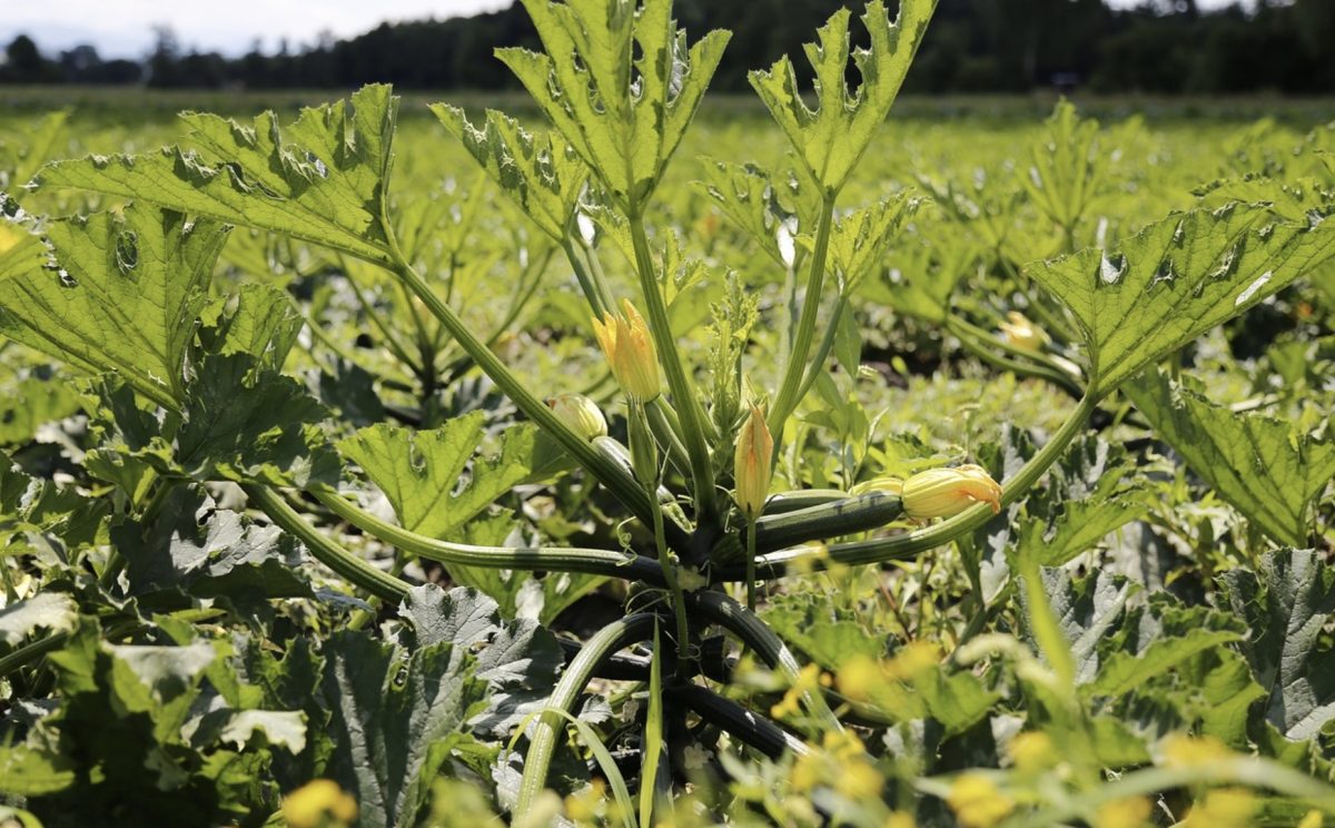 Courgette