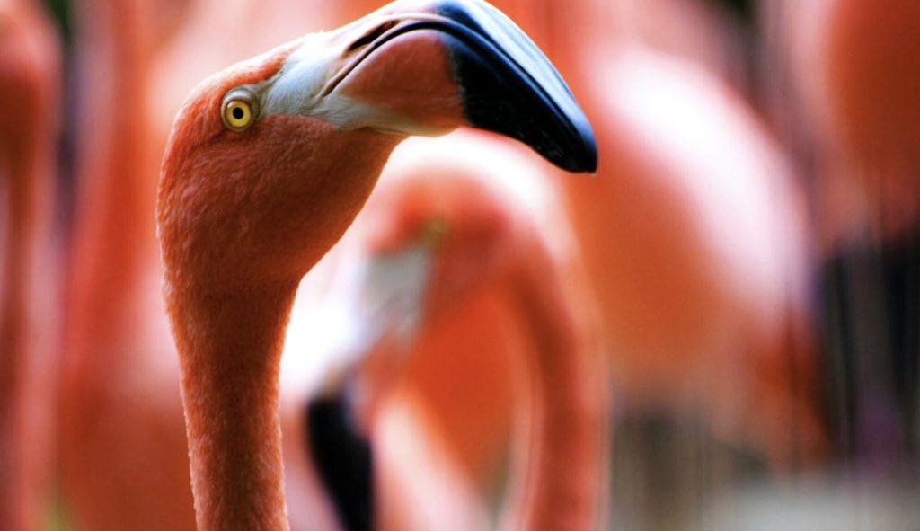 Flamant rouge