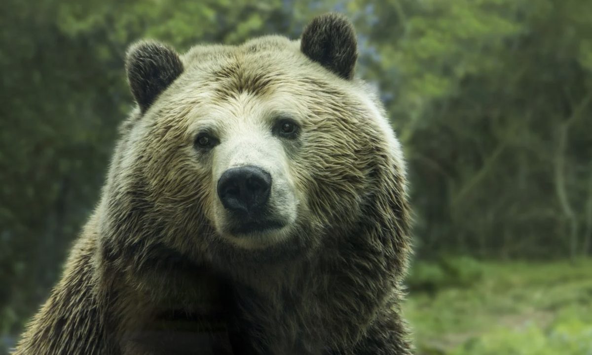 Ours