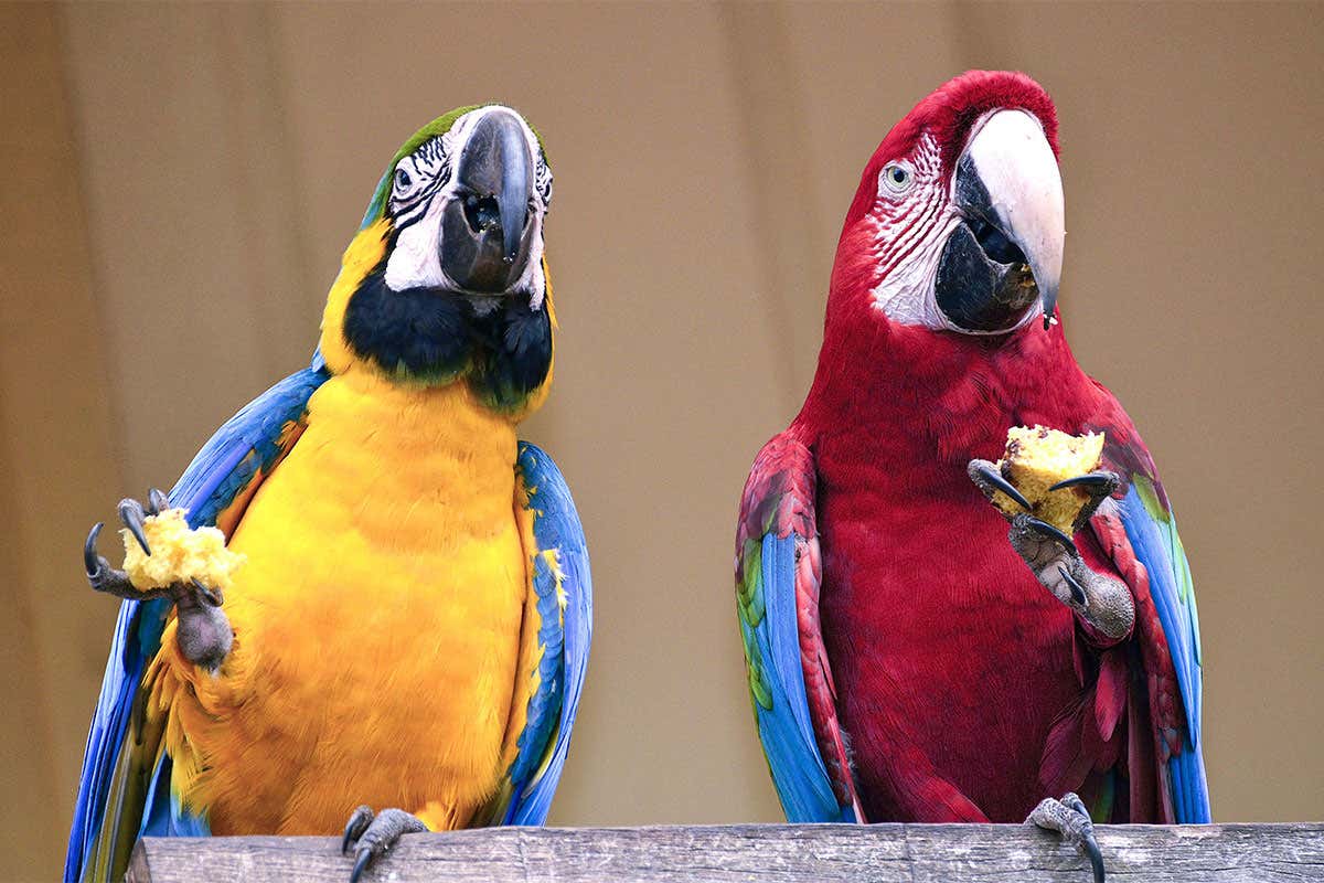 Perroquets