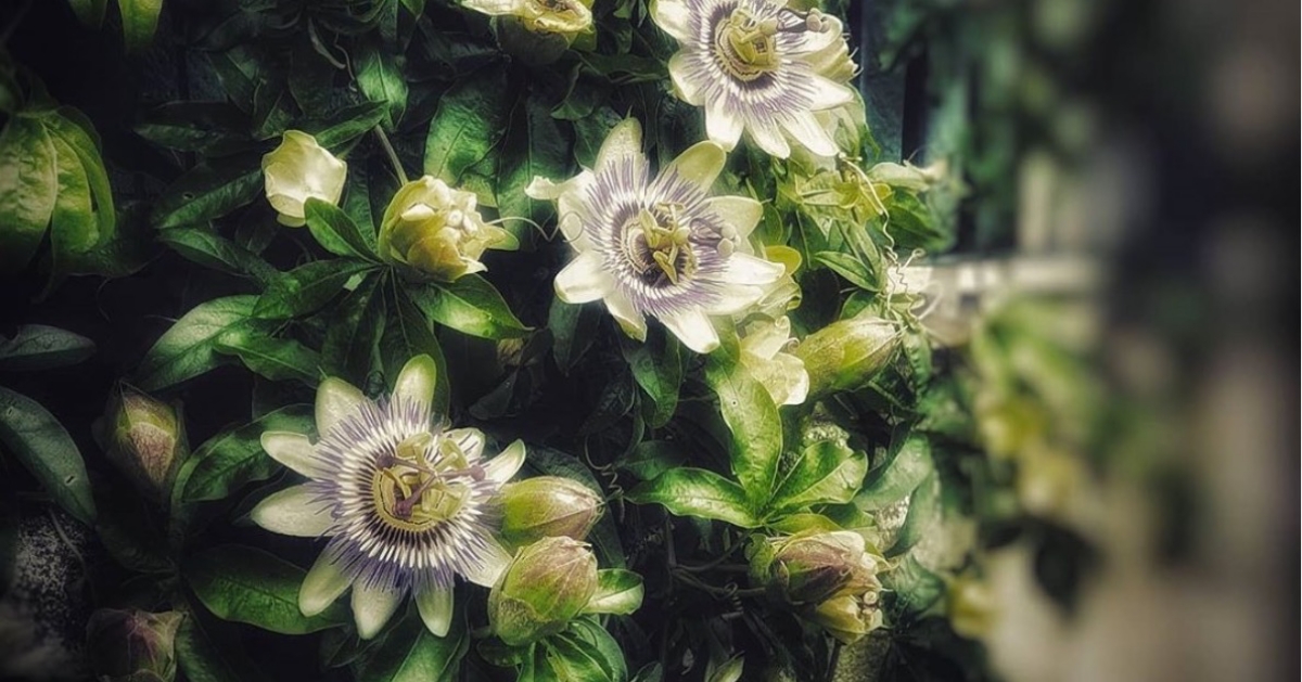 Plantes pour dormir