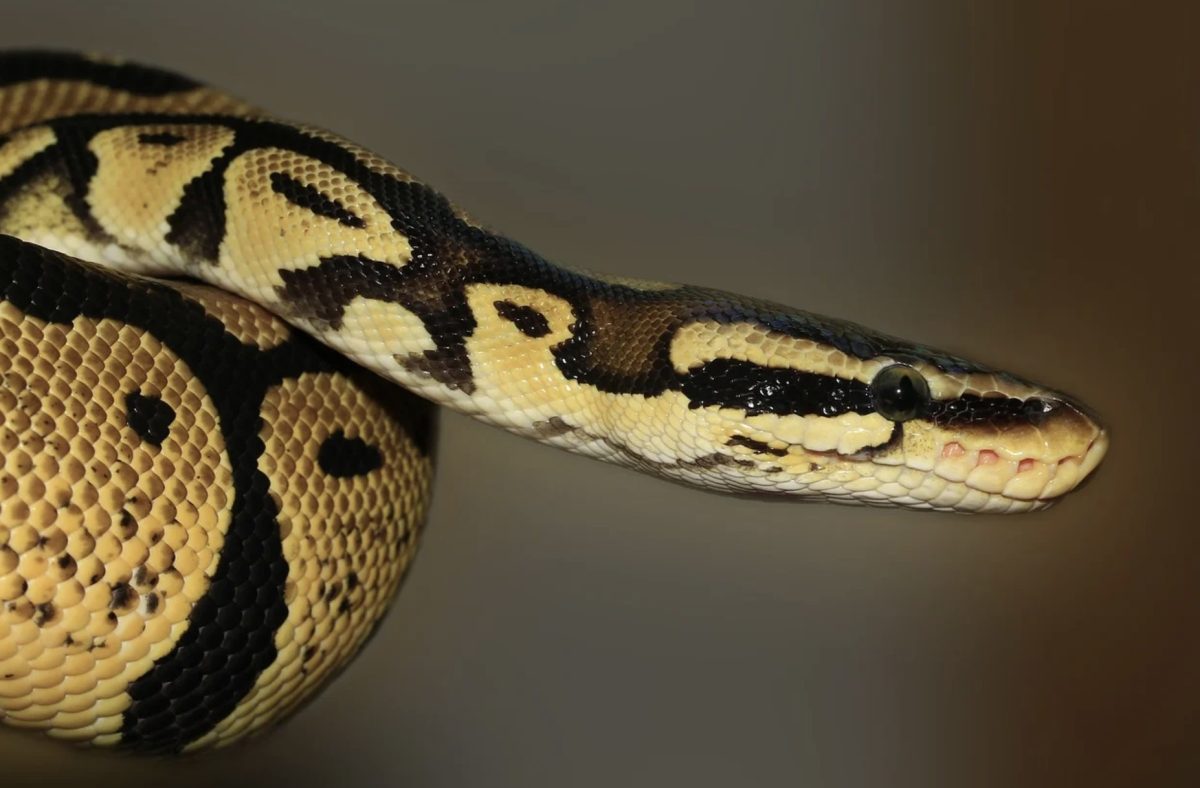 Serpent