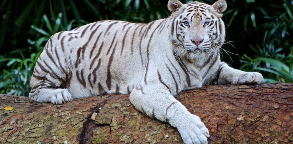 Tigre