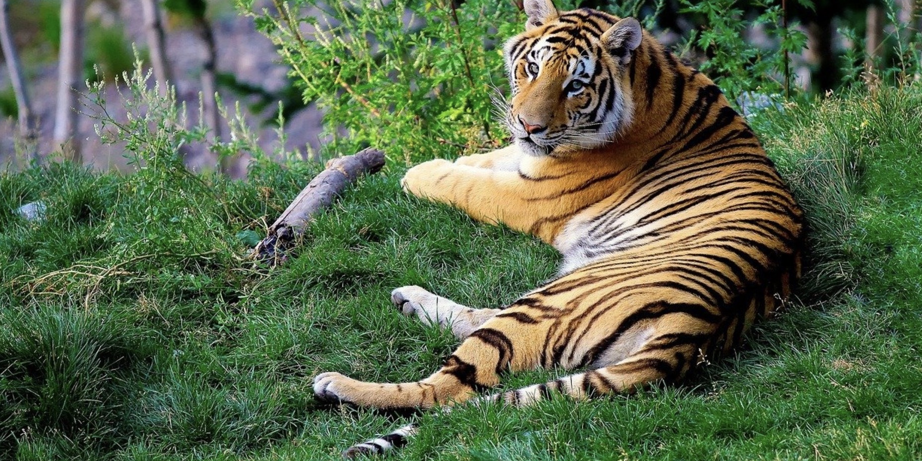 Tigre
