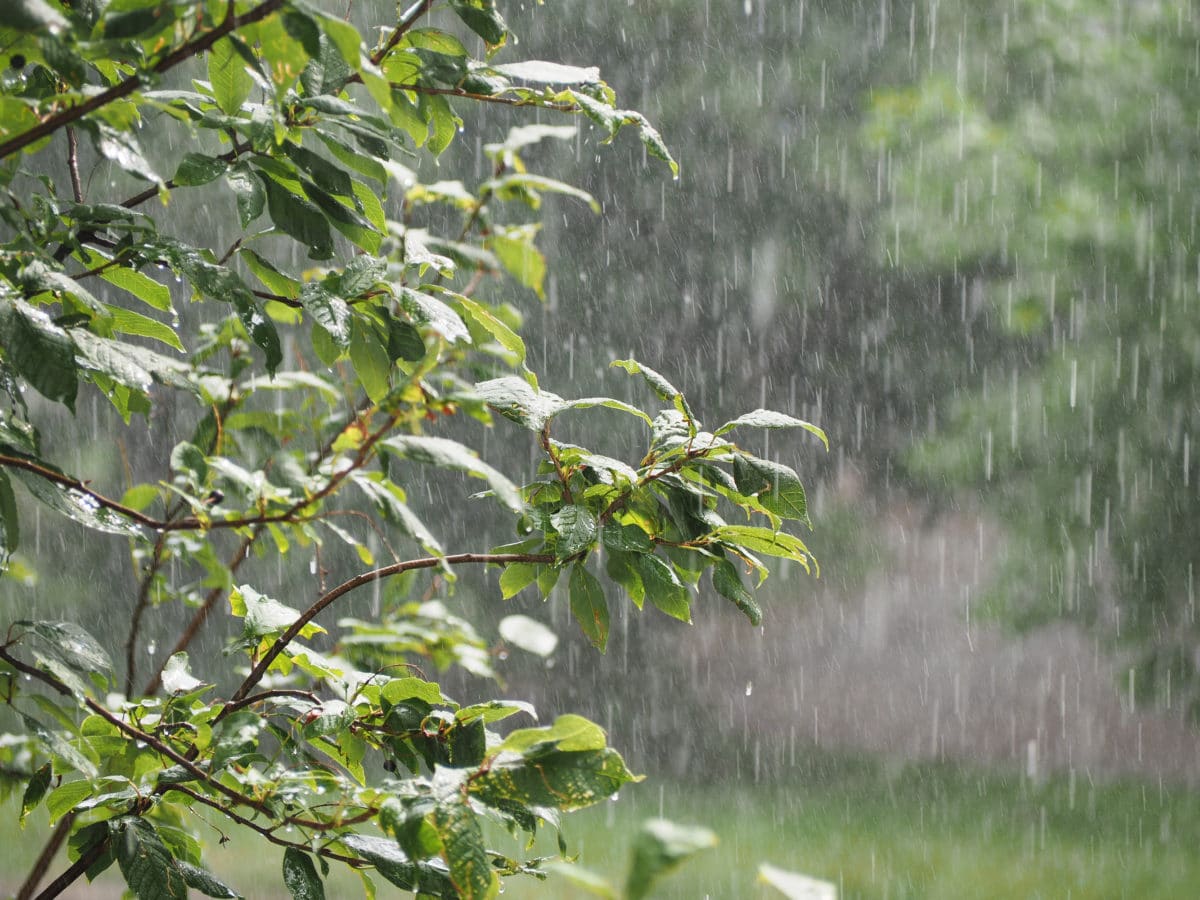 Pluie