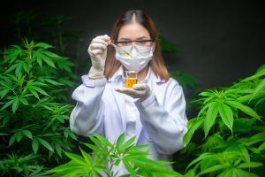 cbd
