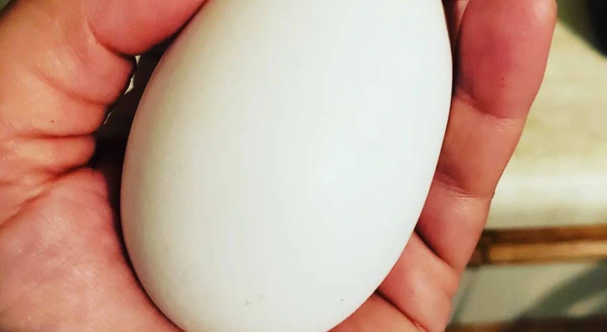 Oeuf