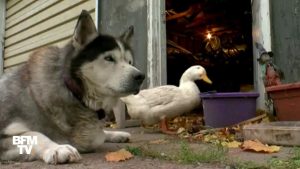Vidéo : Un chien et un canard secourus deviennent les meilleurs amis du monde