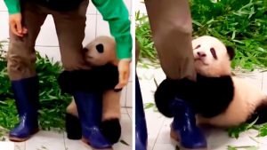 Vidéo poignante : Un bébé panda s’accroche à la jambe de son soigneur pour ne pas être laissé seul