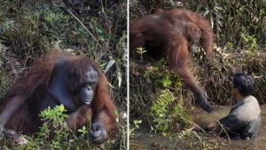 Un orang-outan offre sa main à un homme pour l’aider après qu’il soit tombé dans un puits