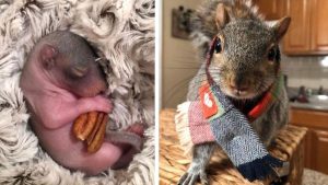 Vidéo : Un couple trouve un écureuil « nouveau-né » et décide de s’en occuper