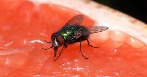 Cette astuce est indispensable pour éliminer définitivement les mouches de votre maison pendant la saison de l’été !