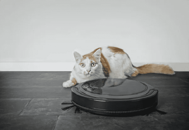 un chat assis près d'un aspirateur robot