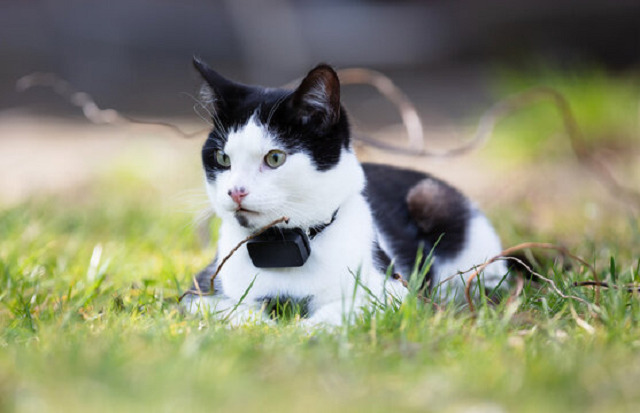 Jeune chat portant un tracker GPS