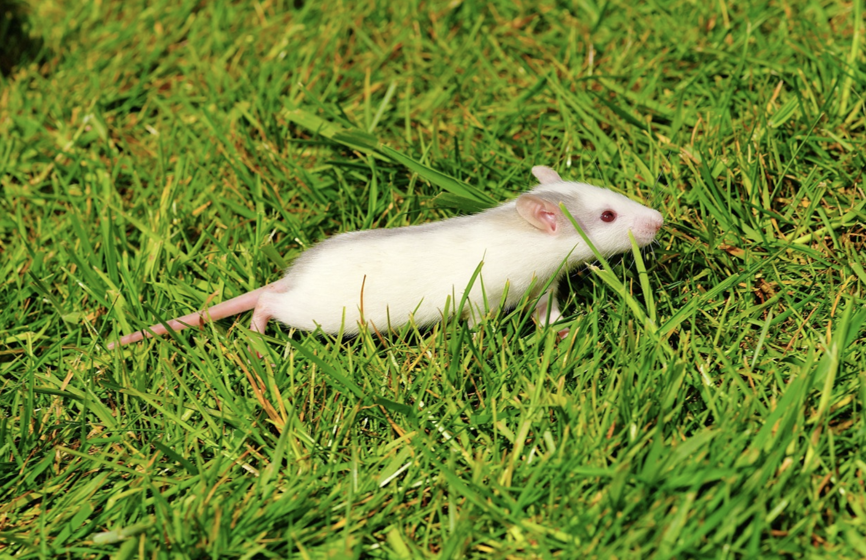 Rat dans le jardin