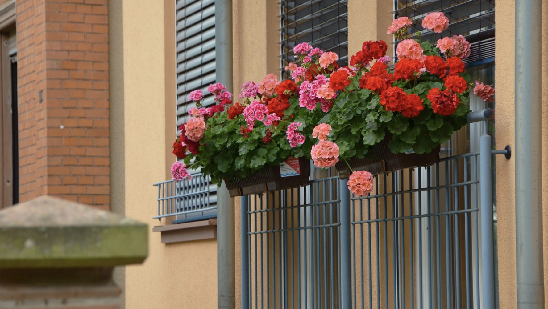 Geraniums automne