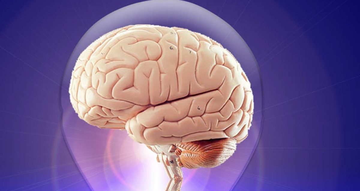 Un cerveau humain - Source : Pixabay