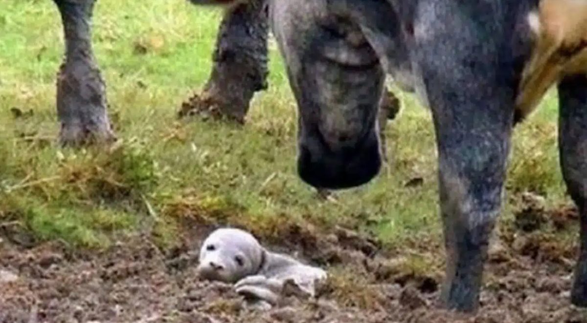 Un chien au milieu d'un troupeau de vaches