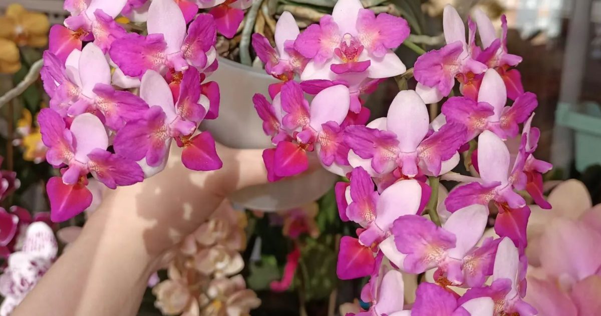 Une belle orchidée en hiver - Source : Instagram