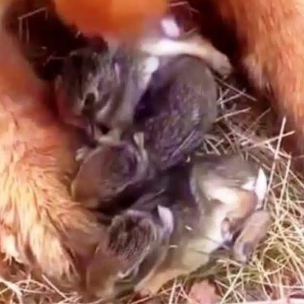 Le chien Otis, un véritable sauveur !