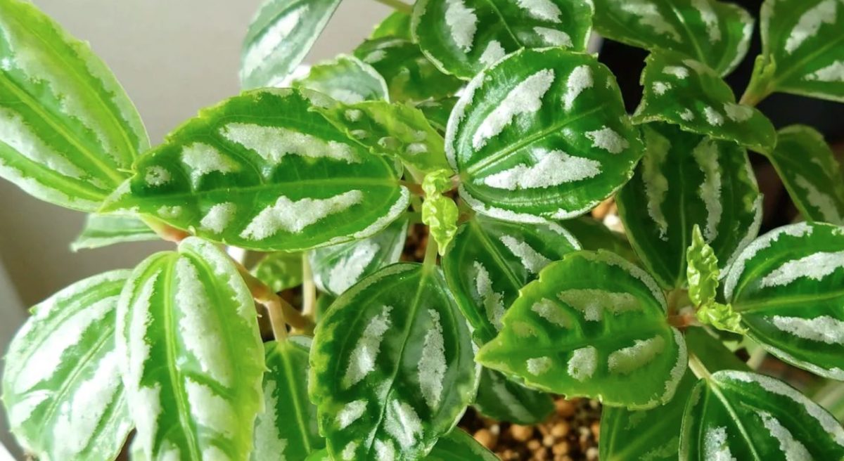 Plante - Source : Instagram