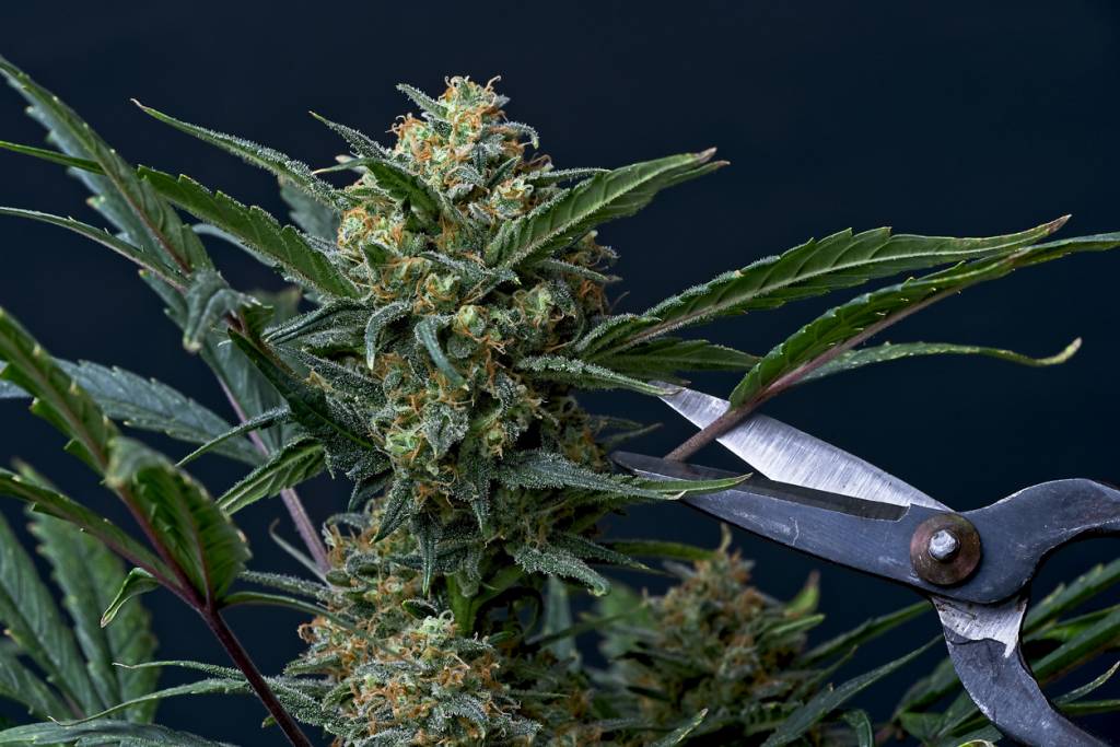 Fleurs de CBD : un produit tout à fait légal !