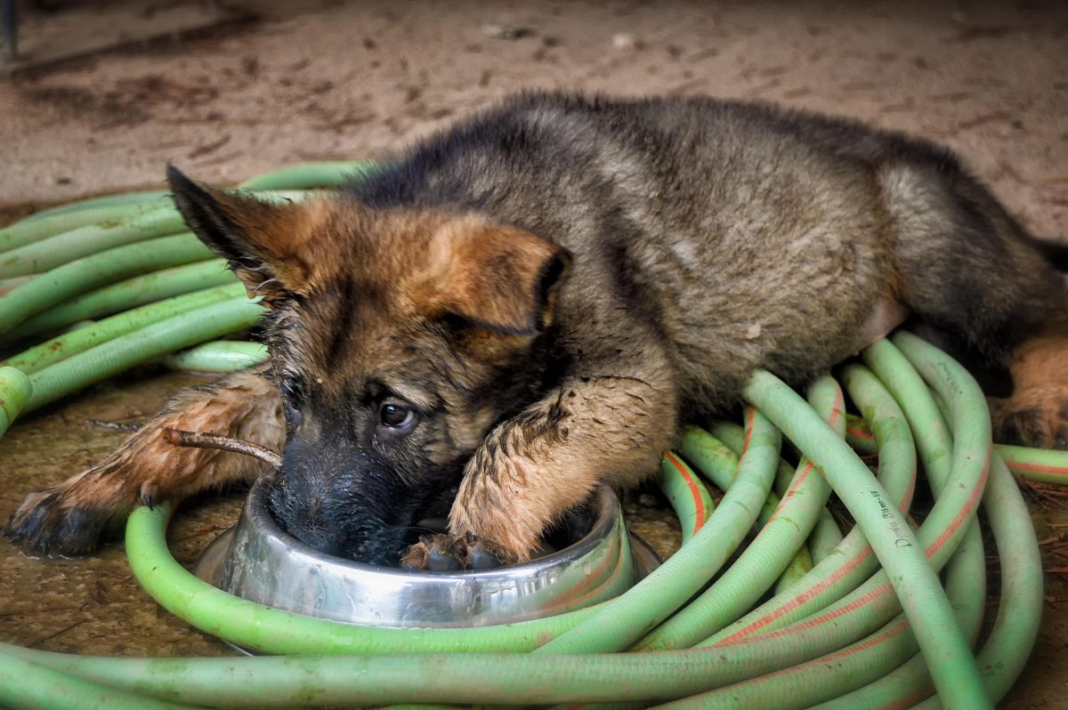 Chien